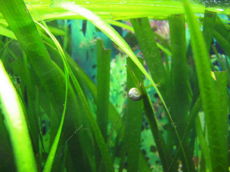 &copy; Zierfischfreunde Immenhausen-Holzhausen PLANORBARIUS CORNEUS